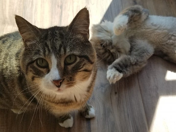 A picture of my cats. Benny in the foreground is a tabby. Tribble in the background lying in what used to be a sunbeam, is a Persian with a semi-recent shave.